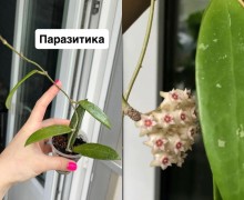 Хойи