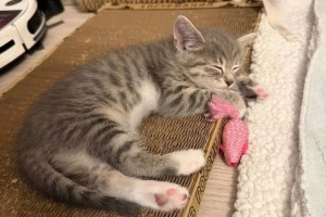 Котята ищут заботливых хозяев