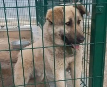Большому пёсику Изе нужны ответственные хозяева