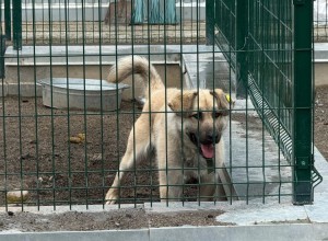 Пёс Изя ищет ответственных хозяев в Заречном