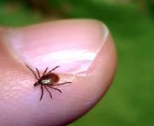 В Свердловской области зарегистрирован первый укус клеща