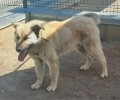 Большому пёсику Изе нужны ответственные хозяева