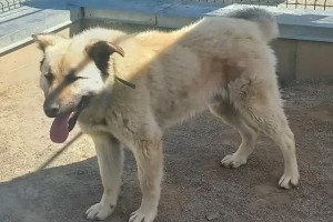 Большому пёсику Изе нужны ответственные хозяева