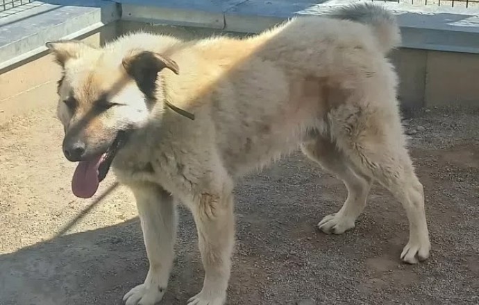 Большому пёсику Изе нужны ответственные хозяева