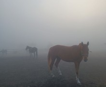 В понедельник Заречный и близлежащие деревни сёла накрыл туман