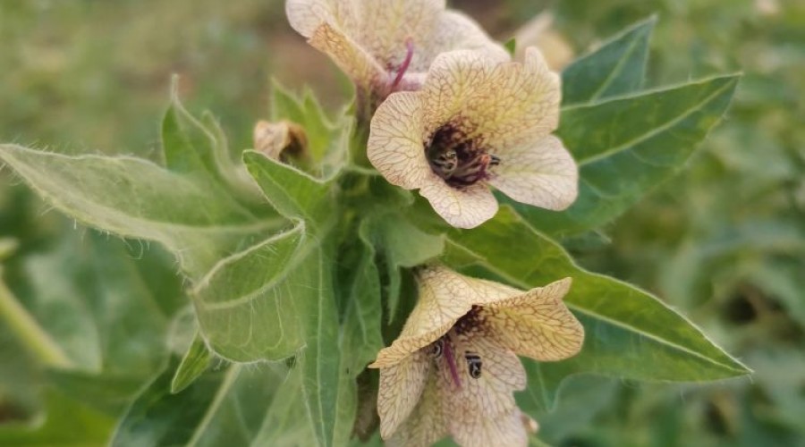 На газонах Заречного растёт белена. Очень красиво! Но опасно...