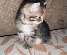 Срочно ищет дом маленькая лапушка Мила