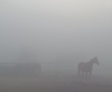 В понедельник Заречный и близлежащие деревни сёла накрыл туман