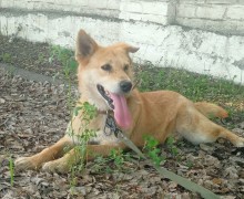 Рыжий красавчик АТОС ищет дом