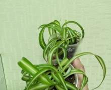 Продам традесканция, хлорофитум фикус