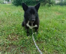 Пропала собака Чери