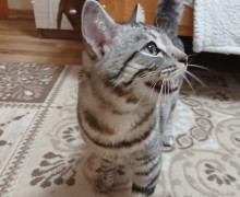 Ищем хозяев для домашнего кота