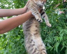 Помогите пристроить кошку с котятами