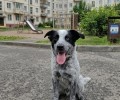 Ищем дом для Бимки, Изи и Буси