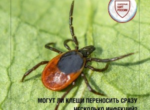 Один клещ может переносить несколько инфекций: что нужно знать жителям Заречного