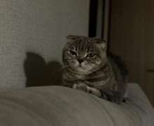 Отдам кошку в добрые руки