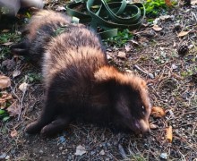 Из бетонного колодца спасли енота