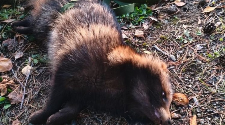 Из бетонного колодца спасли енота