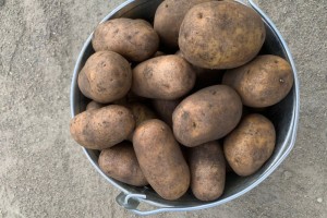 Продам картошку с собственного участка