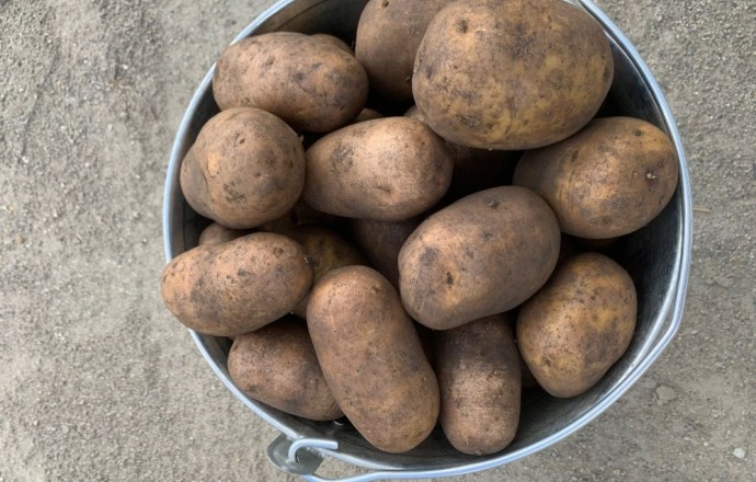 Продам картошку с собственного участка