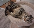 В Заречном разыскивают пропавшую годовалую кошку