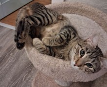 В Заречном разыскивают пропавшую годовалую кошку