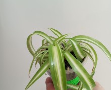 Продам комнатные растения