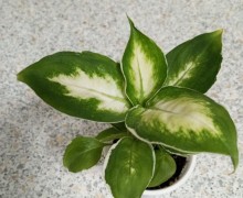 Продам сингониумы, диффенбахию, фикус, кротон