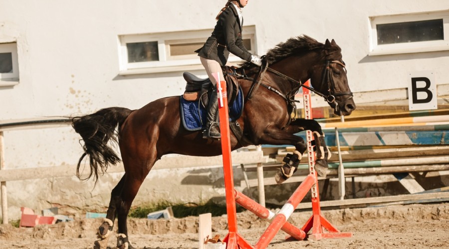 Воспитанницы клуба Добрая лошадь привезли 13 медалей с соревнований!