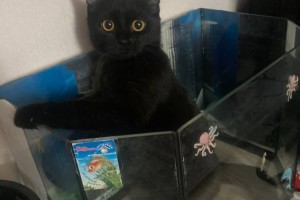 Потерялась кошка в районе площади, больницы