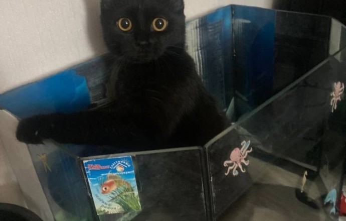 Потерялась кошка в районе площади, больницы