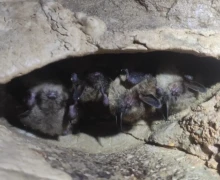 Летучих мышей, занесённых в Красную книгу Свердловской области, возьмут под усиленную защиту