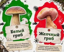 В лесах Свердловской области встречаются ядовитые грибы, опасные для здоровья