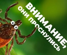 В Заречном начался сезон активности клещей