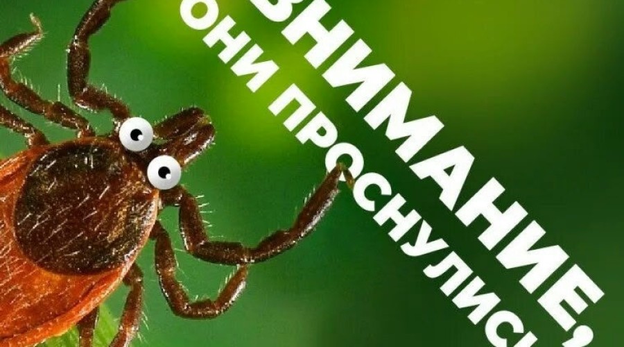 В Заречном начался сезон активности клещей