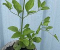 Продам клематис душистое облако, хосты