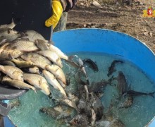 Более 24 тысяч мальков сазана выпущены в уральские водоёмы