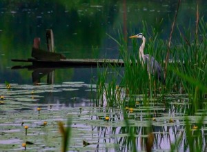 Это лучшие фото, что сделали зареченские дети