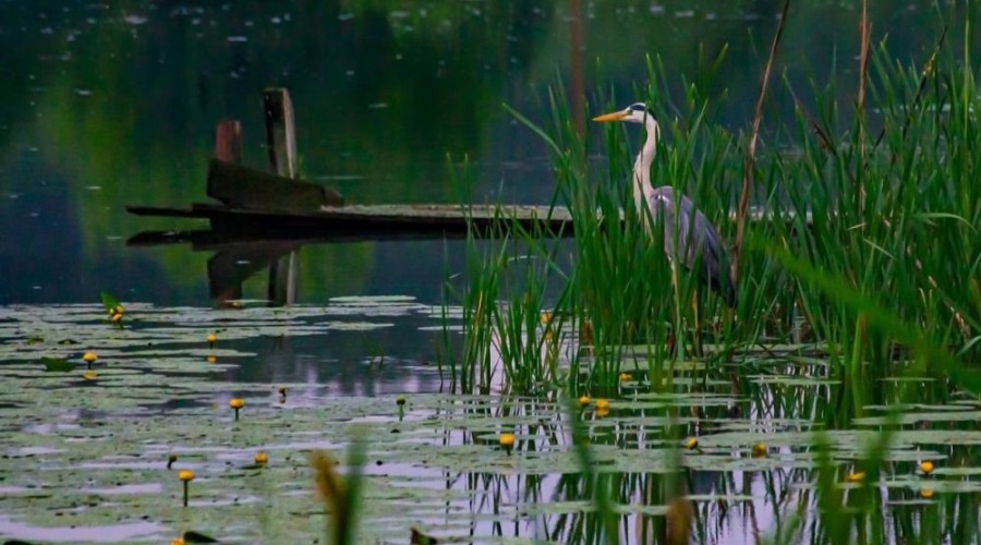 Это лучшие фото, что сделали зареченские дети