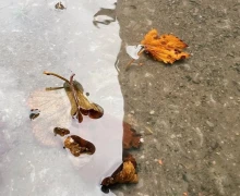 Это лучшие фото, что сделали зареченские дети