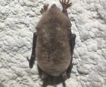 Летучих мышей, занесённых в Красную книгу Свердловской области, возьмут под усиленную защиту