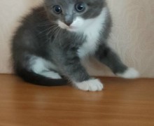 Отдаются в хорошие руки кошечки