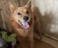 Найден кобель в ошейнике