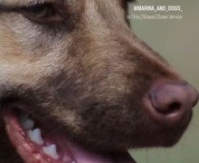 Потрясающий малыш ищет дом
