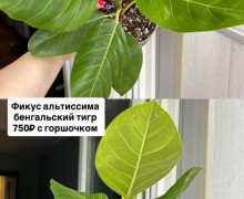 Названия и цены на фото