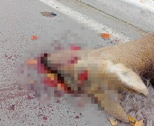 Зрелище не для слабонервных