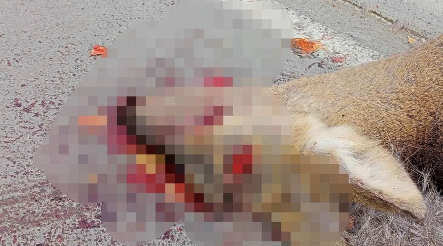 Зрелище не для слабонервных