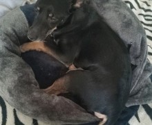 Пропала собака, убежала от дома Таховская 18