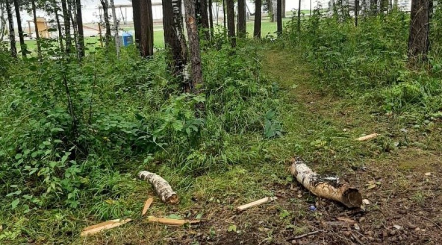 Вандализм в экопарке множится