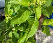 Продам гортензию Белый медведь